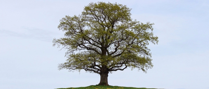 Tree in June